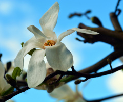 FRÜHLING