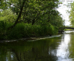 Nature reserve Taubergießen