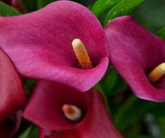 Copo de leite rosa