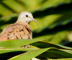 Ruddy Ground Dove