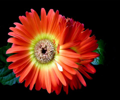 BLUMEN