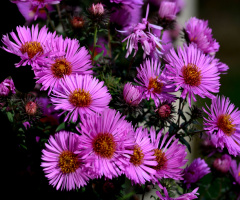 BLUMEN