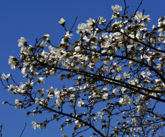 FRÜHLING