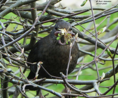 fresh prey