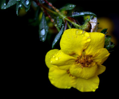 BLÜTE