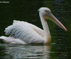pelican