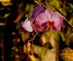 Wanda's orchid