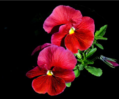 BLÜTEN