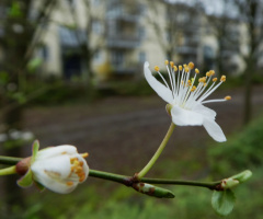 blossom