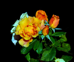 ROSEN 