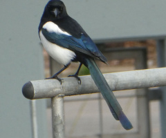 magpie 
