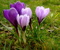 BLÜTEN
