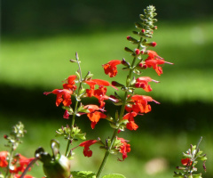blossoms