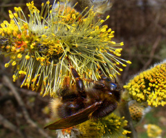FRÜHLING