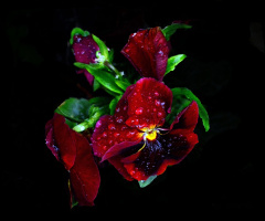 BLÜTEN