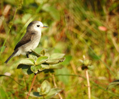 White-headed  Marsh-Tyrant