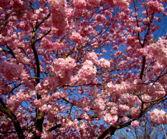 BLÜTEN