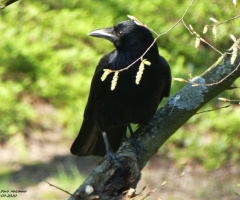 proud raven 