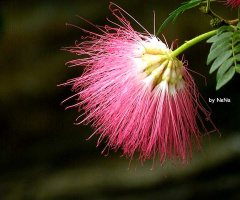 Caliandra