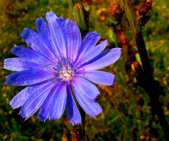 BLÜTE