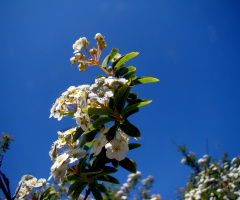 FRÜHLING