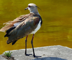 Southern Lapwing