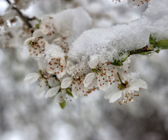 Cold whitеness