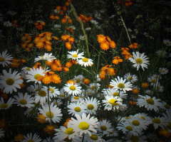 BLÜTEN