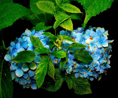BLÜTEN