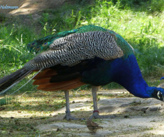 peacock 