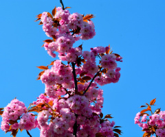 BLÜTEN