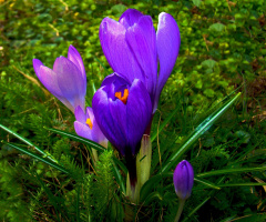BLÜTEN