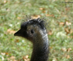 fresh from the hairdresser 
