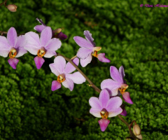 blossoms