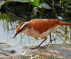 Piratic Flycatcher