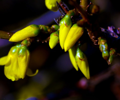 FRÜHLING