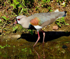 Southern Lapwing
