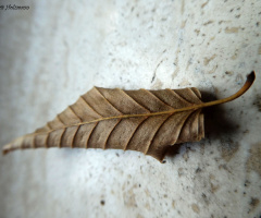 leaf