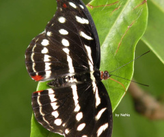 Borboleta 