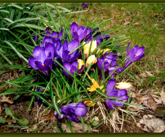 BLÜTEN