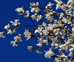 FRÜHLING
