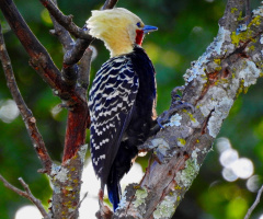 Blond-crested Woodpecker