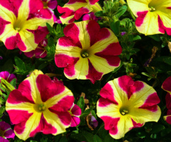 BLÜTEN