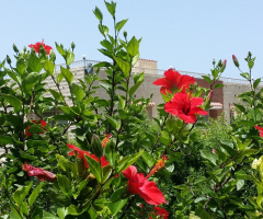 Egypt  - Alexandria