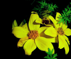 BLÜTEN