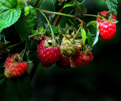 BEEREN