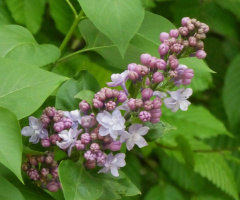 blossoms