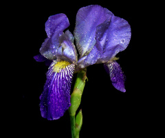 BLÜTE