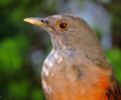 Rufous-bellied Thrush