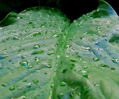 After rain